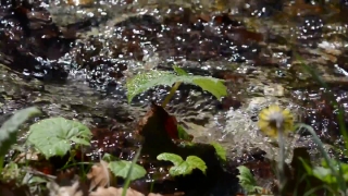 No Copyright Video, No Copyright Stock Footage, No Copyright Stock Video Clip