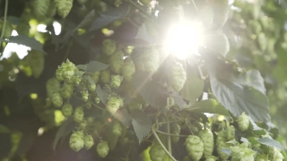 No Copyright Video, No Copyright Stock Footage, No Copyright Stock Video Clip