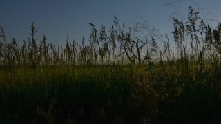 No Copyright Video, No Copyright Stock Footage, No Copyright Stock Video Clip