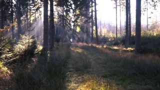 No Copyright Video, No Copyright Stock Footage, No Copyright Stock Video Clip