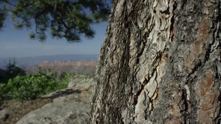 No Copyright Video, No Copyright Stock Footage, No Copyright Stock Video Clip