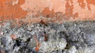 No Copyright Video, No Copyright Stock Footage, No Copyright Stock Video Clip