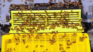 No Copyright Video, No Copyright Stock Footage, No Copyright Stock Video Clip