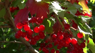 No Copyright Video, No Copyright Stock Footage, No Copyright Stock Video Clip