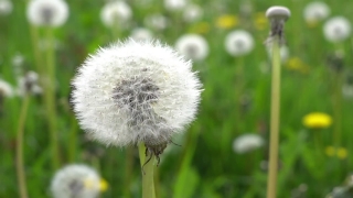 No Copyright Video, No Copyright Stock Footage, No Copyright Stock Video Clip