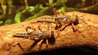 No Copyright Video, No Copyright Stock Footage, No Copyright Stock Video Clip