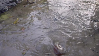 No Copyright Video, No Copyright Stock Footage, No Copyright Stock Video Clip