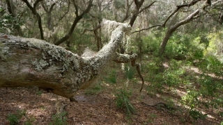 No Copyright Video, No Copyright Stock Footage, No Copyright Stock Video Clip