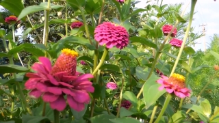 No Copyright Video, No Copyright Stock Footage, No Copyright Stock Video Clip