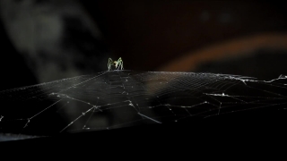 No Copyright Video, No Copyright Stock Footage, No Copyright Stock Video Clip