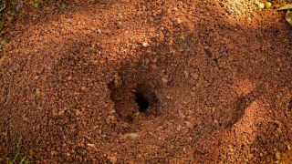 No Copyright Video, No Copyright Stock Footage, No Copyright Stock Video Clip