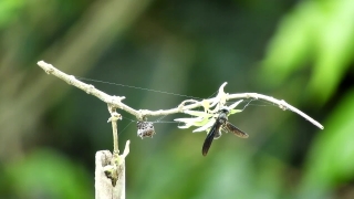 No Copyright Video, No Copyright Stock Footage, No Copyright Stock Video Clip