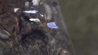 No Copyright Video, No Copyright Stock Footage, No Copyright Stock Video Clip