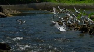 No Copyright Video, No Copyright Stock Footage, No Copyright Stock Video Clip