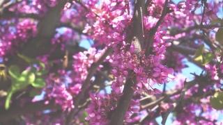 No Copyright Video, No Copyright Stock Footage, No Copyright Stock Video Clip