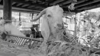 No Copyright Video, No Copyright Stock Footage, No Copyright Stock Video Clip