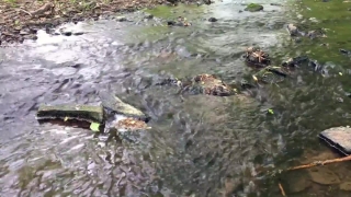 No Copyright Video, No Copyright Stock Footage, No Copyright Stock Video Clip