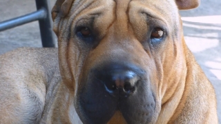 No Copyright Video, No Copyright Stock Footage, No Copyright Stock Video Clip