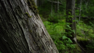 No Copyright Video, No Copyright Stock Footage, No Copyright Stock Video Clip