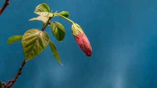 No Copyright Video, No Copyright Stock Footage, No Copyright Stock Video Clip