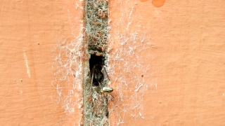 No Copyright Video, No Copyright Stock Footage, No Copyright Stock Video Clip