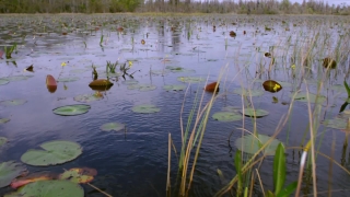 No Copyright Video, No Copyright Stock Footage, No Copyright Stock Video Clip