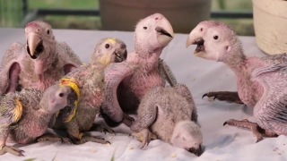 No Copyright Video, No Copyright Stock Footage, No Copyright Stock Video Clip