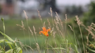 No Copyright Video, No Copyright Stock Footage, No Copyright Stock Video Clip