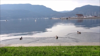 No Copyright Video, No Copyright Stock Footage, No Copyright Stock Video Clip