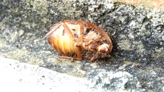 No Copyright Video, No Copyright Stock Footage, No Copyright Stock Video Clip