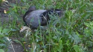 No Copyright Video, No Copyright Stock Footage, No Copyright Stock Video Clip