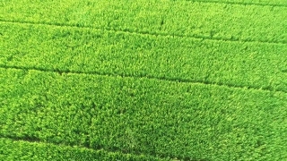 No Copyright Video, No Copyright Stock Footage, No Copyright Stock Video Clip