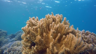 No Copyright Video, No Copyright Stock Footage, No Copyright Stock Video Clip