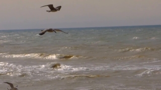 No Copyright Video, No Copyright Stock Footage, No Copyright Stock Video Clip