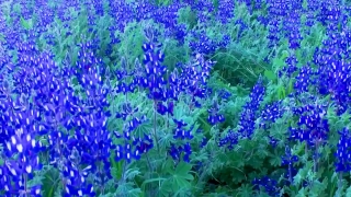 No Copyright Video, No Copyright Stock Footage, No Copyright Stock Video Clip