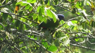 No Copyright Video, No Copyright Stock Footage, No Copyright Stock Video Clip