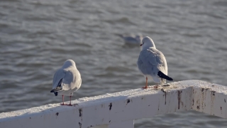 No Copyright Video, No Copyright Stock Footage, No Copyright Stock Video Clip