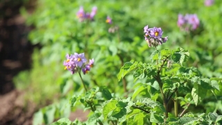 No Copyright Video, No Copyright Stock Footage, No Copyright Stock Video Clip