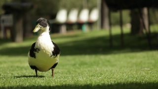 No Copyright Video, No Copyright Stock Footage, No Copyright Stock Video Clip