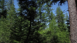 No Copyright Video, No Copyright Stock Footage, No Copyright Stock Video Clip