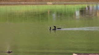 No Copyright Video, No Copyright Stock Footage, No Copyright Stock Video Clip