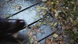 No Copyright Video, No Copyright Stock Footage, No Copyright Stock Video Clip