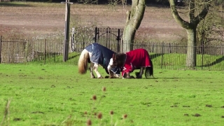 No Copyright Video, No Copyright Stock Footage, No Copyright Stock Video Clip