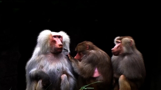 No Copyright Video, No Copyright Stock Footage, No Copyright Stock Video Clip