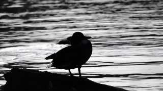 No Copyright Video, No Copyright Stock Footage, No Copyright Stock Video Clip