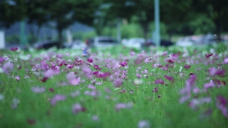 No Copyright Video, No Copyright Stock Footage, No Copyright Stock Video Clip