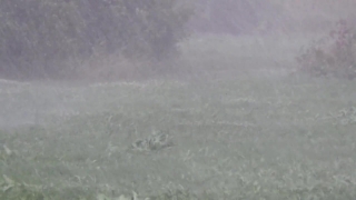 No Copyright Video, No Copyright Stock Footage, No Copyright Stock Video Clip