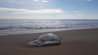 No Copyright Video, No Copyright Stock Footage, No Copyright Stock Video Clip