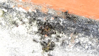 No Copyright Video, No Copyright Stock Footage, No Copyright Stock Video Clip