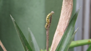 No Copyright Video, No Copyright Stock Footage, No Copyright Stock Video Clip